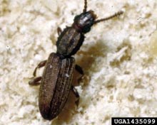 Sawtooth Grain Beetle
