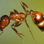 Close up Picture of Fire Ant