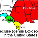 Range of the Brown Recluse Spiders