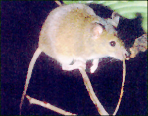 Deer Mouse getting ready to Leap