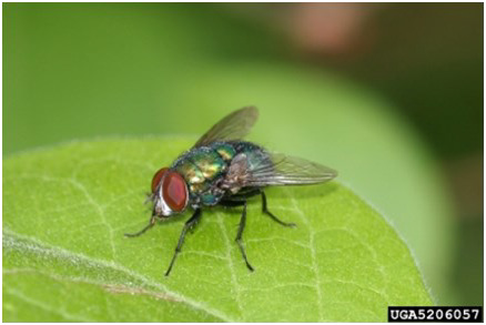 Close up photo of a common fly