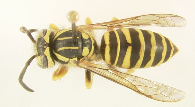 Detailed drawing of a yellow jacket