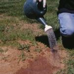 Applying poisons to Fire Ant mounds