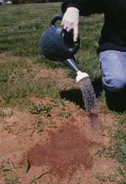 Applying poisons to Fire Ant mounds