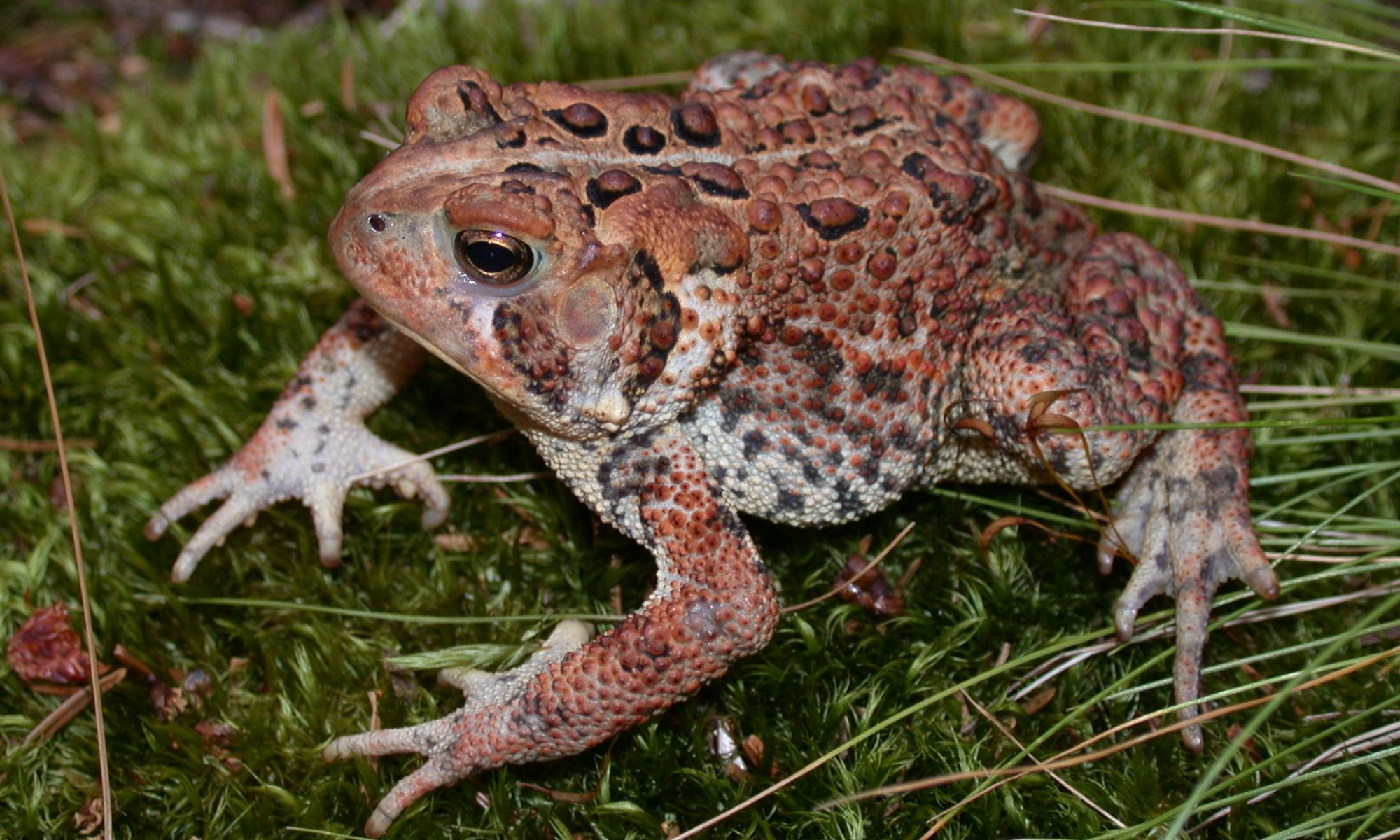 American Toad