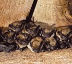 Bats crowded together