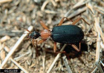 Carabid