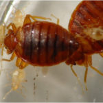 Close up photo of bed bugs