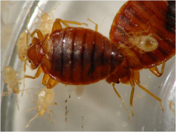 Close up photo of bed bugs
