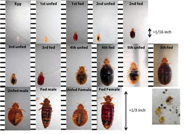Various Stages of a Bed Bugs life