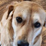 Jessie the dog with two blacklegged ticks on her right eyebrow. Credit: R. Trout Fryxell