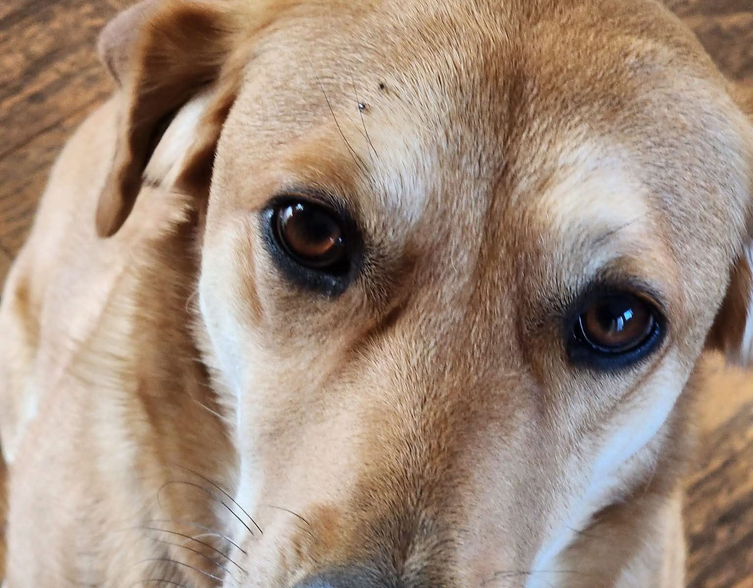 Jessie the dog with two blacklegged ticks on her right eyebrow. Credit: R. Trout Fryxell