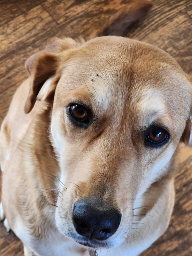 Jessie the dog with two blacklegged ticks on her right eyebrow. Credit: R. Trout Fryxell